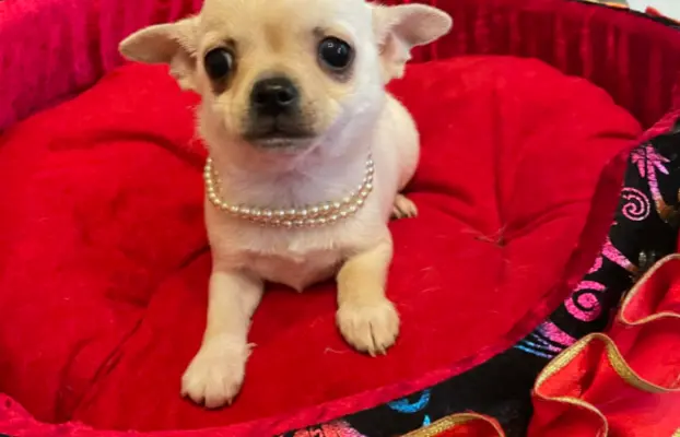 Chihuahua śliczny biały piesek 1