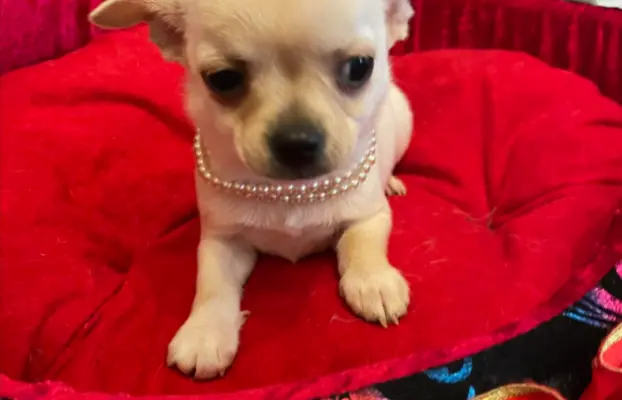 Chihuahua śliczny biały piesek 2