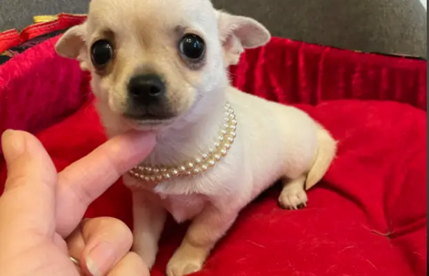 Chihuahua śliczny biały piesek 3