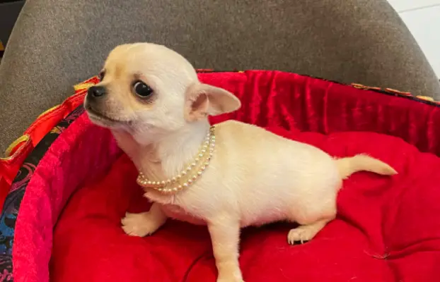 Chihuahua śliczny biały piesek 4