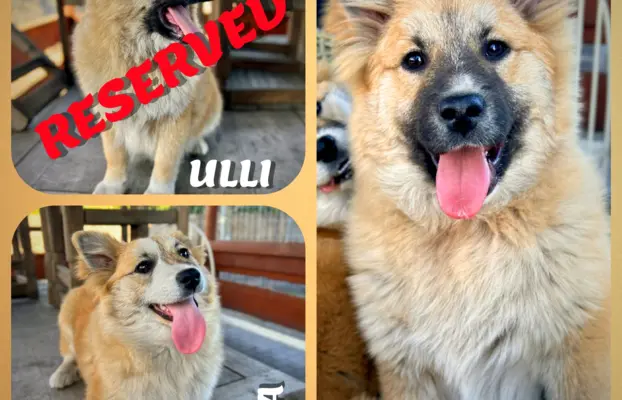 Islandzki szpic pasterski dostępny w Polsce! 1