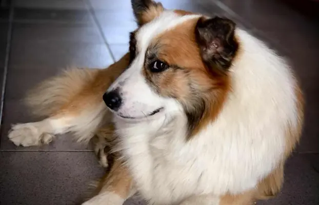 Islandzki szpic pasterski dostępny w Polsce! 2