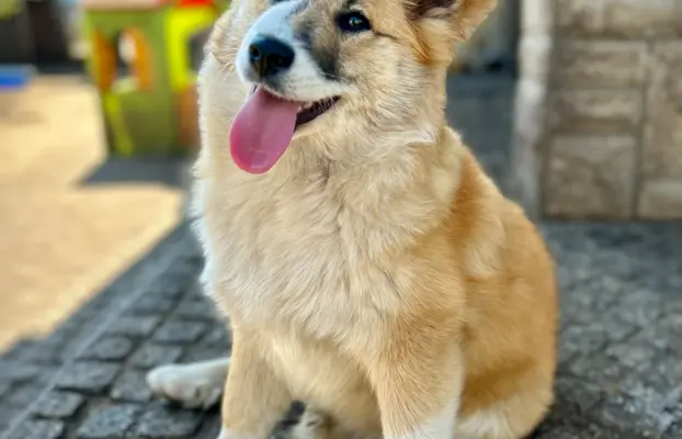 Islandzki szpic pasterski dostępny w Polsce! 3