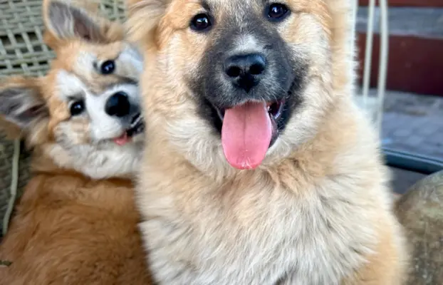 Islandzki szpic pasterski dostępny w Polsce! 4