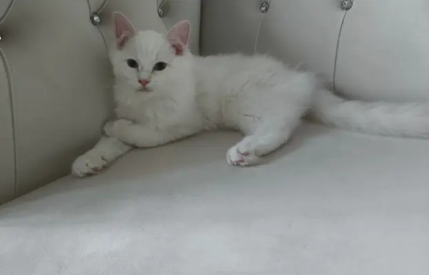 Ragdolle sama słodycz tylko tu 4