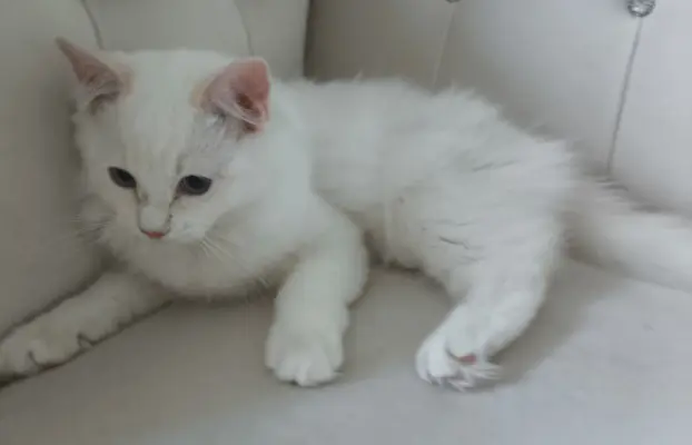 Ragdolle sama słodycz tylko tu 1