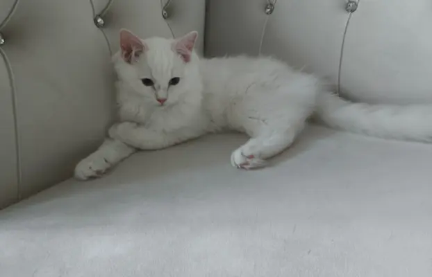 Ragdolle sama słodycz tylko tu 6