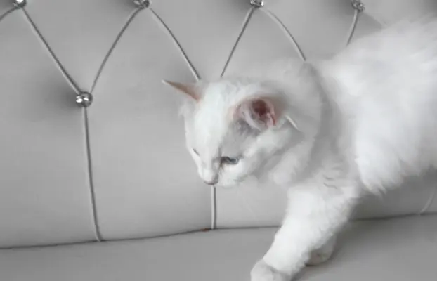 Ragdolle sama słodycz tylko tu 7