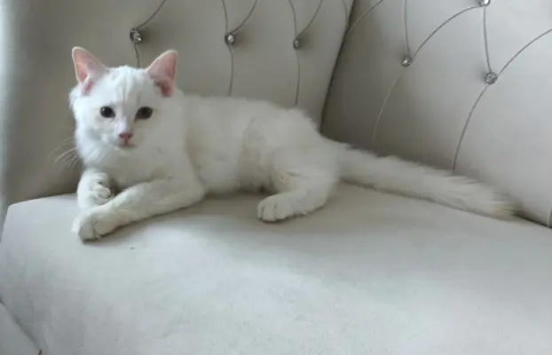 Ragdolle sama słodycz tylko tu 8