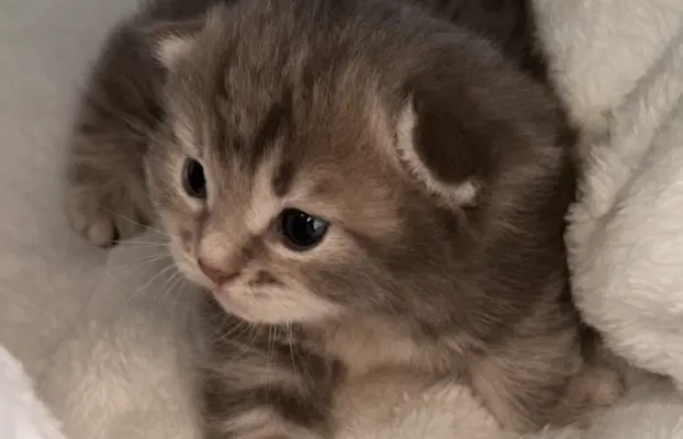 Maleńka Koteczka – ślicznotka z króliczym ogonkiem! 1
