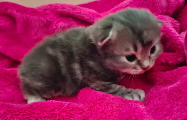 Maleńka Koteczka – ślicznotka z króliczym ogonkiem! 5