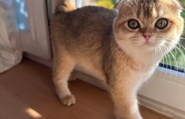 Kotecka zwisłoucha 2