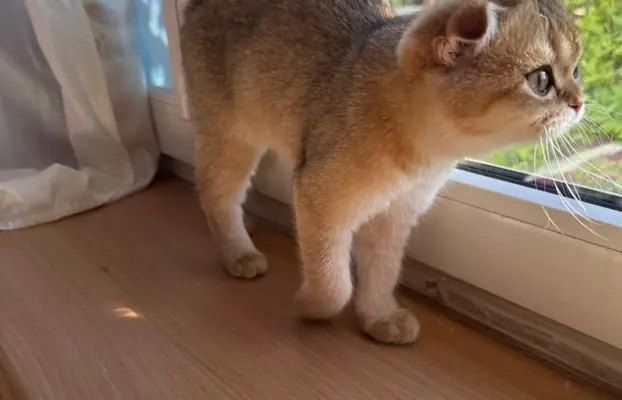 Kotecka zwisłoucha 3