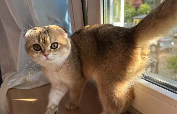 Kotecka zwisłoucha 1