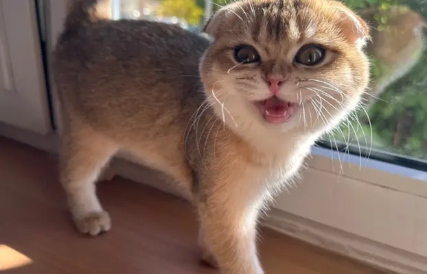 Kotecka zwisłoucha 4