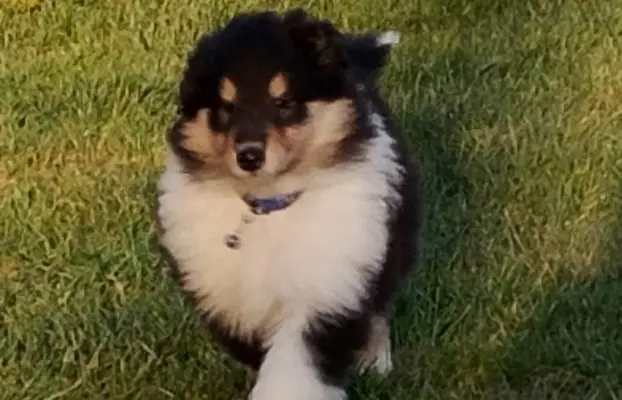 Owczarek szkocki collie długowłosy tricolor szczenięta 1