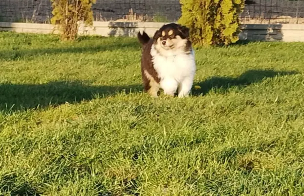 Owczarek szkocki collie długowłosy tricolor szczenięta 2