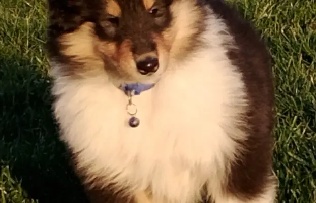 Owczarek szkocki collie długowłosy tricolor szczenięta 3