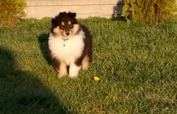 Owczarek szkocki collie długowłosy tricolor szczenięta 4
