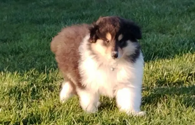 Owczarek szkocki collie długowłosy tricolor szczenięta 5