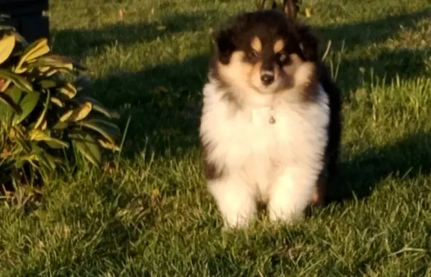 Owczarek szkocki collie długowłosy tricolor szczenięta 6