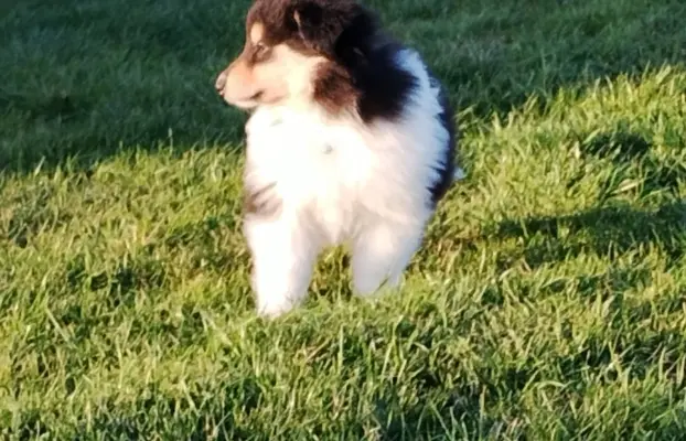 Owczarek szkocki collie długowłosy tricolor szczenięta 7