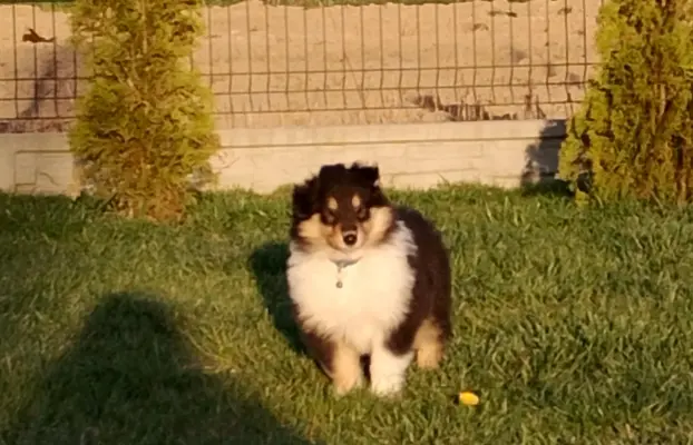 Owczarek szkocki collie długowłosy tricolor szczenięta 8