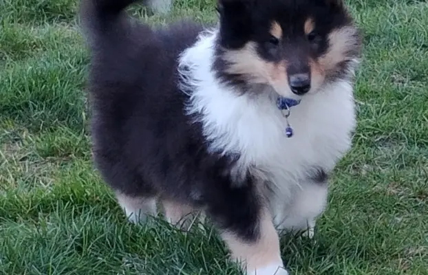 Owczarek szkocki collie długowłosy tricolor szczenięta 9