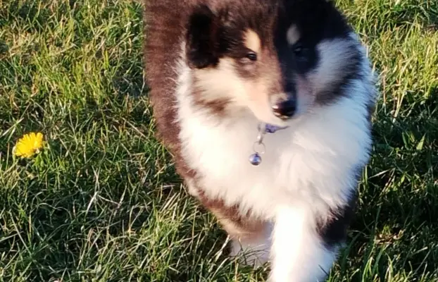 Owczarek szkocki collie długowłosy tricolor szczenięta 10