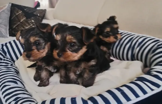 York terrier suczka 1