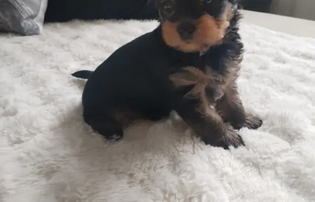 York terrier suczka 3