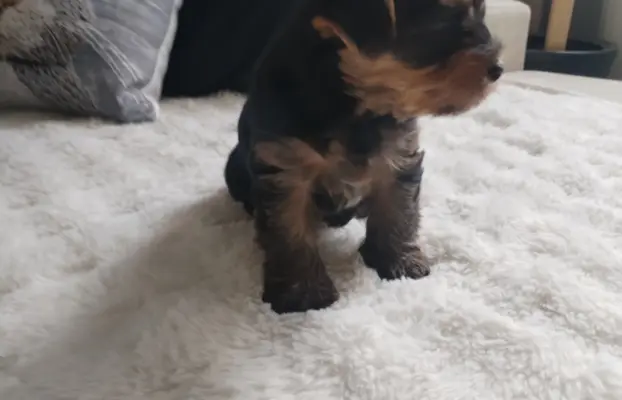 York terrier suczka 4