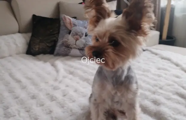 York terrier suczka 7