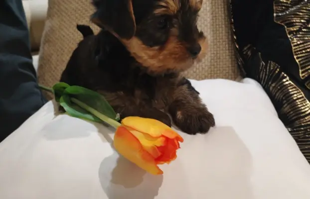 York terrier suczka 5