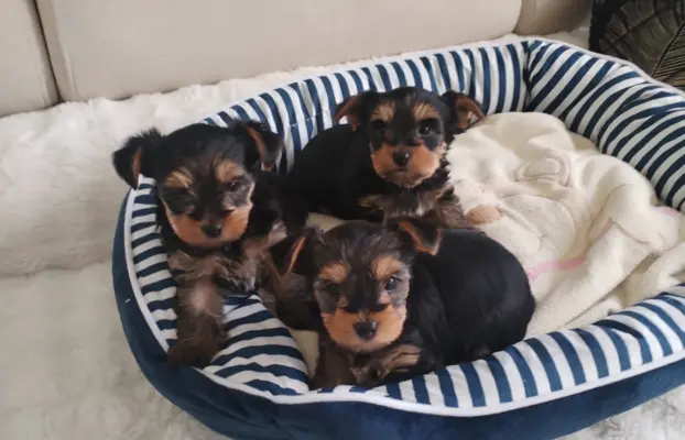 York terrier suczka 2