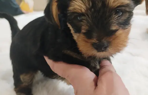 York terrier suczka 6