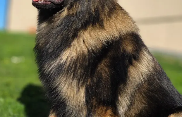 Owczarek staroniemiecki 1