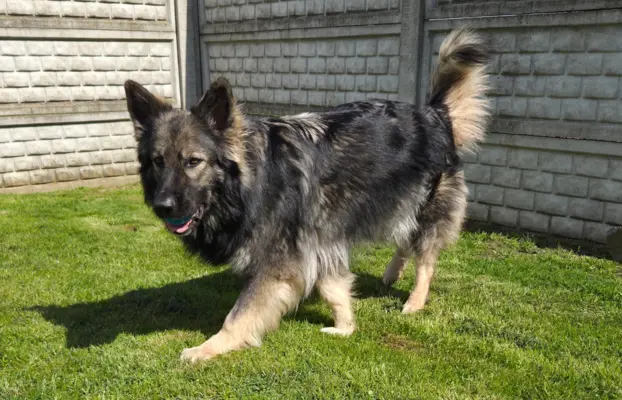 Owczarek staroniemiecki 3