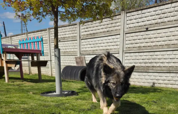 Owczarek staroniemiecki 4