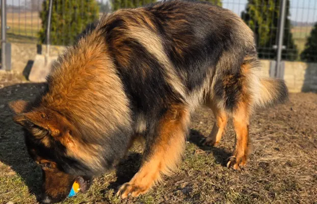 Owczarek staroniemiecki 2