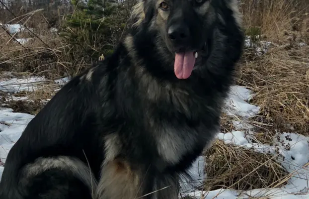 Owczarek staroniemiecki 5