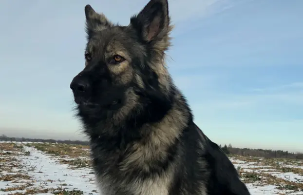 Owczarek staroniemiecki 6