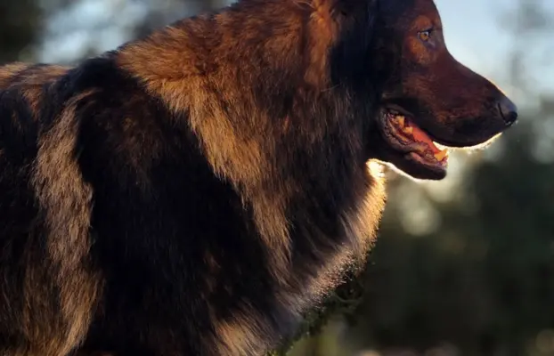 Owczarek staroniemiecki 7