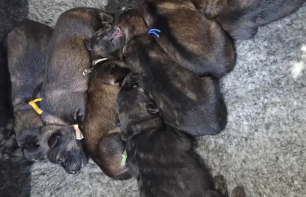 Owczarek staroniemiecki 8