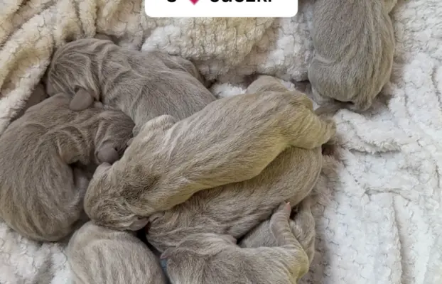 Szczenięta wyżeł Weimarski 1