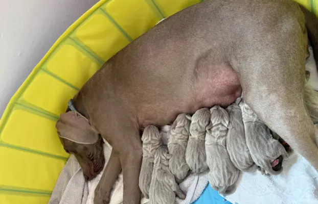 Szczenięta wyżeł Weimarski 2