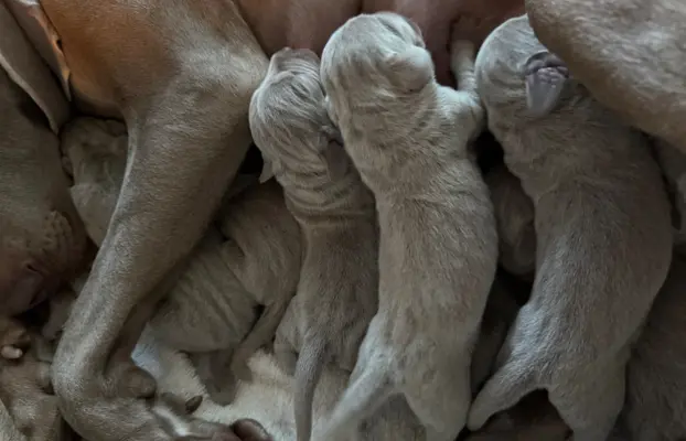 Szczenięta wyżeł Weimarski 3