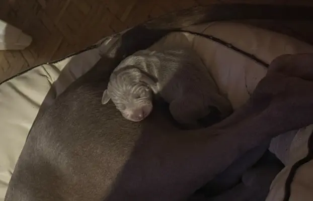 Szczenięta wyżeł Weimarski 4