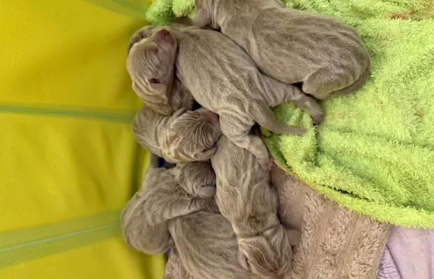 Szczenięta wyżeł Weimarski 5