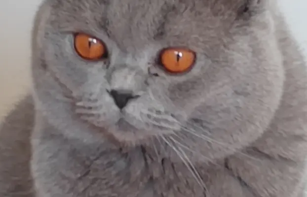 Reproduktor brytyjski niebieski - krycie 1